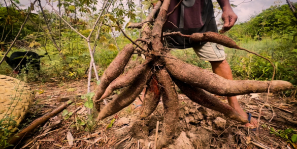 Documentário revela a importância cultural e econômica da farinhada no Piauí