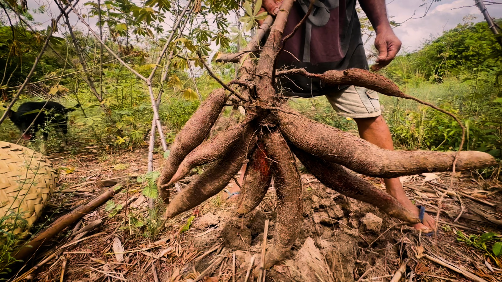 Documentário revela a importância cultural e econômica da farinhada no Piauí